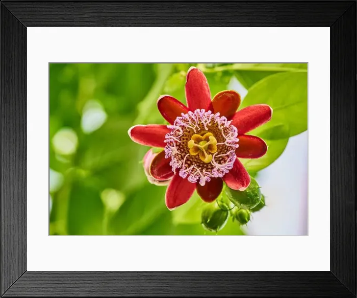 Framed Print : The Amazing flower of the tropical Passion flower (Passiflora alata) Framed Print : The Amazing flower of the tropical Passion flower (Passiflora alata)