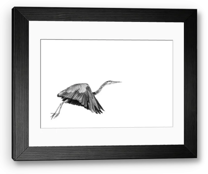 Framed Print : Black and White portrait of a Great Blue Heron in flight on a blank white background Framed Print : Black and White portrait of a Great Blue Heron in flight on a blank white background