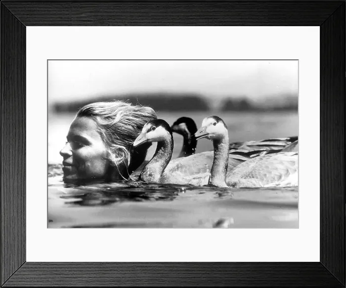Framed Print : The biologist Angelika Hofer swims in a lake with the geese which she investigates in terms of behavioral physiology