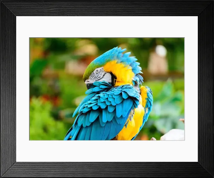 Framed Print : Blue and yellow macaw parrot arranging its colorful feathers Framed Print : Blue and yellow macaw parrot arranging its colorful feathers