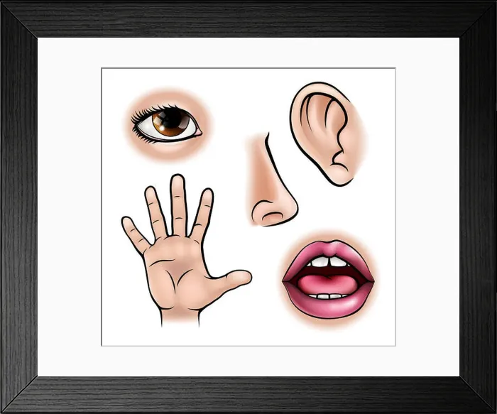 Framed Print : A science education illustration of icons representing the five senses Framed Print : A science education illustration of icons representing the five senses