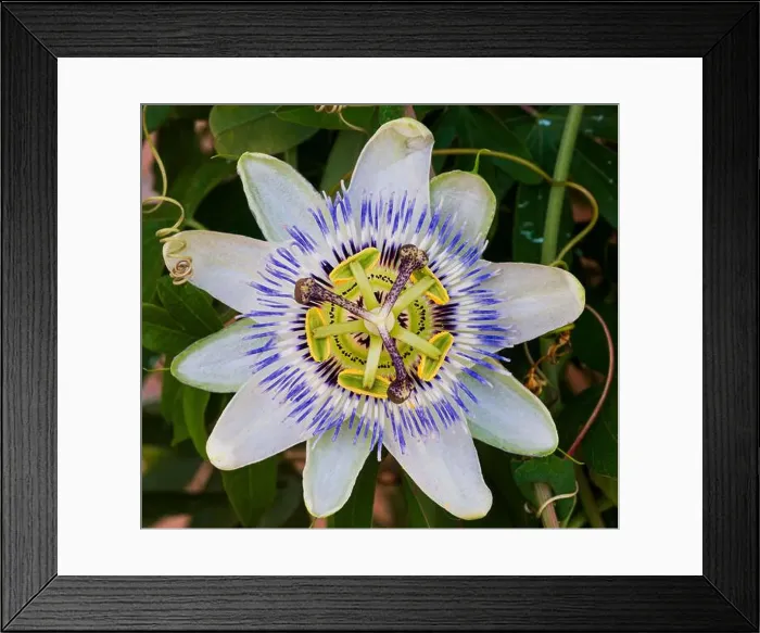 Framed Print : Passiflora L. is a genus of plants of the Passifloraceae family which includes over 570 species of perennial Framed Print : Passiflora L. is a genus of plants of the Passifloraceae family which includes over 570 species of perennial
