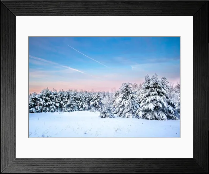 Framed Print : Wisconsin pine trees covered with snow in January, horizontal Framed Print : Wisconsin pine trees covered with snow in January, horizontal