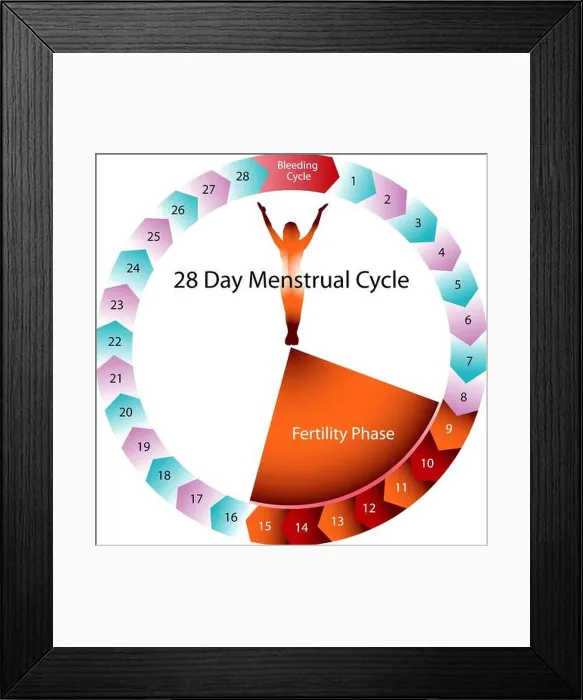 Framed Print : Menstrual Cycle Fertility Chart Framed Print : Menstrual Cycle Fertility Chart