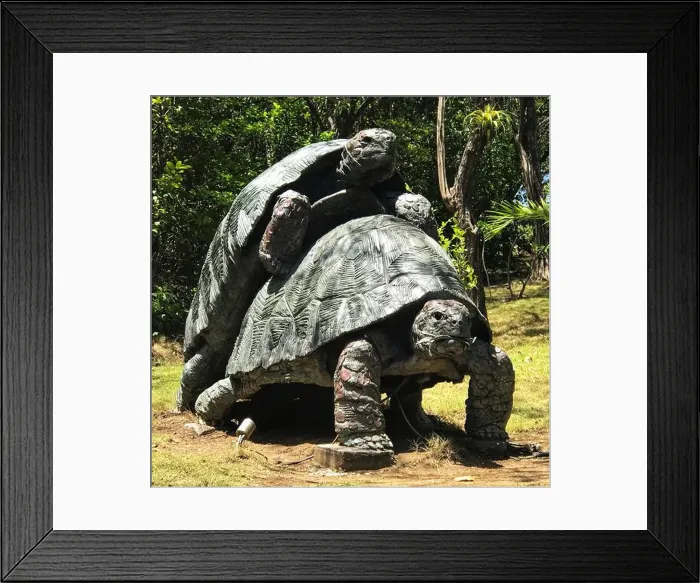 Framed Print : Mating Tortoise Statue - Mustique Island, St.Vincent and the Grenadines Framed Print : Mating Tortoise Statue - Mustique Island, St.Vincent and the Grenadines