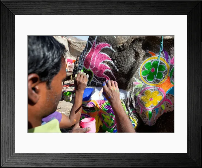 Framed Print : Elephant festival in Jaipur, India Framed Print : Elephant festival in Jaipur, India