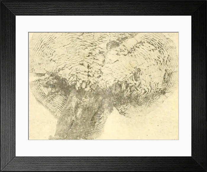 Framed Print : The Botanical magazine. Plants; Plants -- Japan Framed Print : The Botanical magazine. Plants; Plants -- Japan