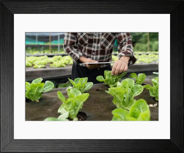Framed Print : Close up business owner observes about growing organic arugula on hydroponics farm with tablet on aquaponic farm Framed Print : Close up business owner observes about growing organic arugula on hydroponics farm with tablet on aquaponic farm