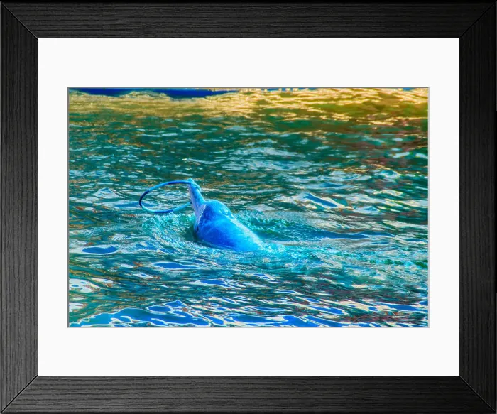 Framed Print : Cute Indo-Pacific humpback dolphin (Sousa chinensis)