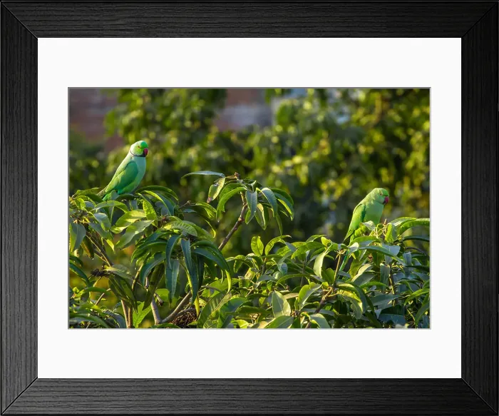 Framed Print : Indian Ringnecked Parakeet parrots on the tree Framed Print : Indian Ringnecked Parakeet parrots on the tree