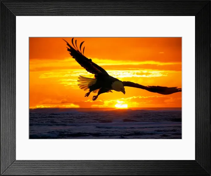 Framed Print : Bald Eagle soaring over water at sunset Framed Print : Bald Eagle soaring over water at sunset