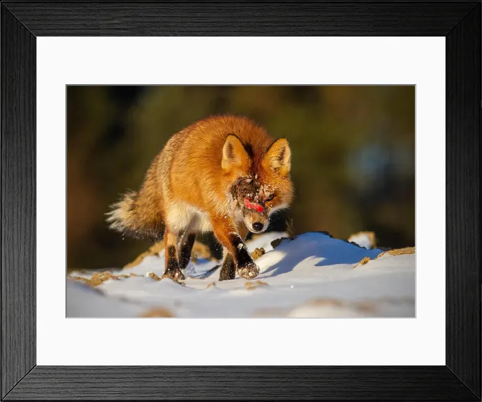 Framed Print : Injured wild red fox with wound on head approaching Framed Print : Injured wild red fox with wound on head approaching