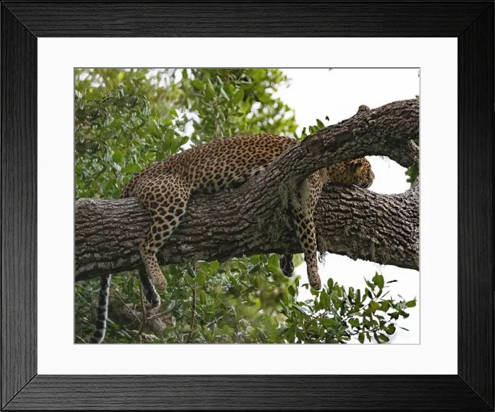 Framed Print : A Sri Lankan leopard resting in a tree in Yala National Park Framed Print : A Sri Lankan leopard resting in a tree in Yala National Park