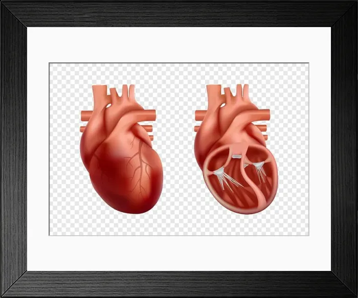 Framed Print : 3d human heart anatomy with cross-section and non cut view. Anatomically correct realistic heart Framed Print : 3d human heart anatomy with cross-section and non cut view. Anatomically correct realistic heart