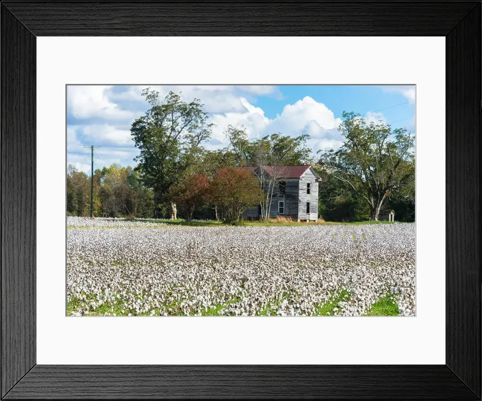 Framed Print : Cotton field at harvest time Framed Print : Cotton field at harvest time