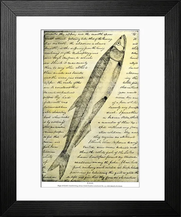 Framed Print : William Clark sketch of a trout in the Lewis and Clark expedition diary 1804 to 1806. Halftone with a watercolor wash Framed Print : William Clark sketch of a trout in the Lewis and Clark expedition diary 1804 to 1806. Halftone with a watercolor wash