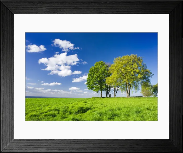 Framed Print : Trees in farm field. Surrey, UK Framed Print : Trees in farm field. Surrey, UK