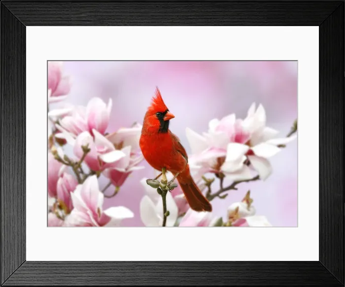 Framed Print : Northern Cardinal Perched in Magnolia Tree Blossoms Framed Print : Northern Cardinal Perched in Magnolia Tree Blossoms