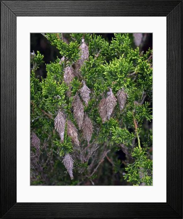 Framed Print : Bagworm moth (Thyridopteryx ephemeraeformis) Framed Print : Bagworm moth (Thyridopteryx ephemeraeformis)