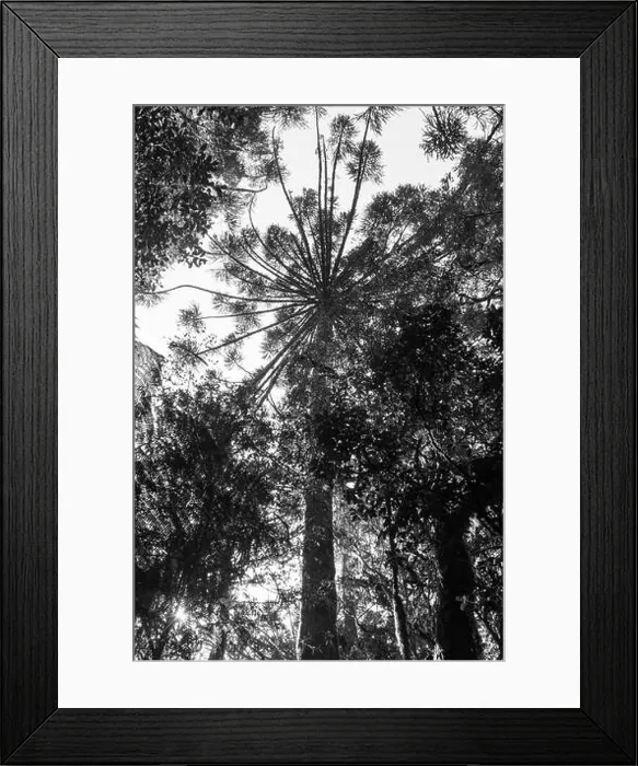 Framed Print : Araucaria moist forest with Araucaria angustifolia trees viewed from below Framed Print : Araucaria moist forest with Araucaria angustifolia trees viewed from below