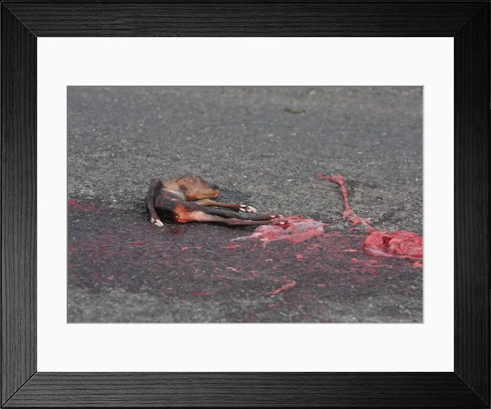 Framed Print : Sad image of dead baby deer on the highway, possibly still born after mother was hit by a vehicle. April 2013 Framed Print : Sad image of dead baby deer on the highway, possibly still born after mother was hit by a vehicle. April 2013