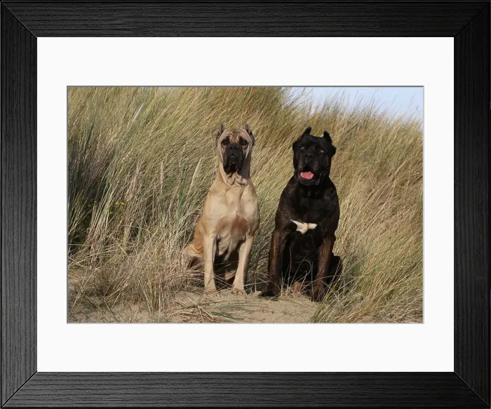 Framed Print : Dog Cane Corso / Italian Molosser two adults different colors sitting on the sand Framed Print : Dog Cane Corso / Italian Molosser two adults different colors sitting on the sand