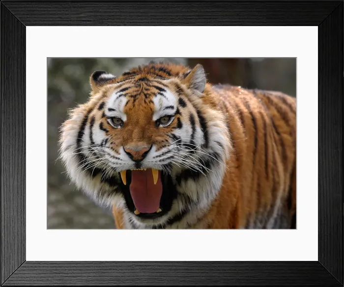Framed Print : angry tiger showing its big and sharp teeth Framed Print : angry tiger showing its big and sharp teeth