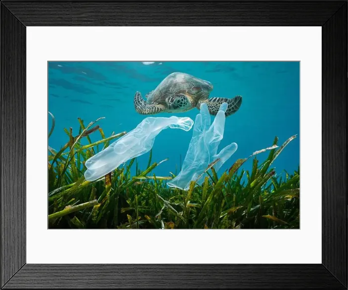 Framed Print : Plastic waste pollution in the ocean, disposable gloves with seagrass and a sea turtle underwater Framed Print : Plastic waste pollution in the ocean, disposable gloves with seagrass and a sea turtle underwater