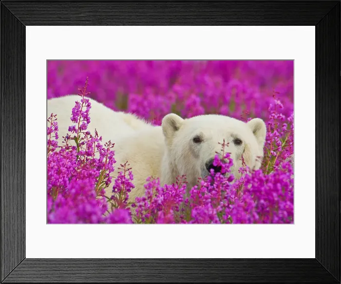 Framed Print : Polar Bear (Ursa maritimus) in fireweed (Epilobium angustifolium) Framed Print : Polar Bear (Ursa maritimus) in fireweed (Epilobium angustifolium)