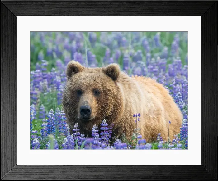 Framed Print : Captured by Ron Niebrugge. Alaska: THESE BEAUTIFUL images show a brown bear exploring a field of bright purple flowers Framed Print : Captured by Ron Niebrugge. Alaska: THESE BEAUTIFUL images show a brown bear exploring a field of bright purple flowers