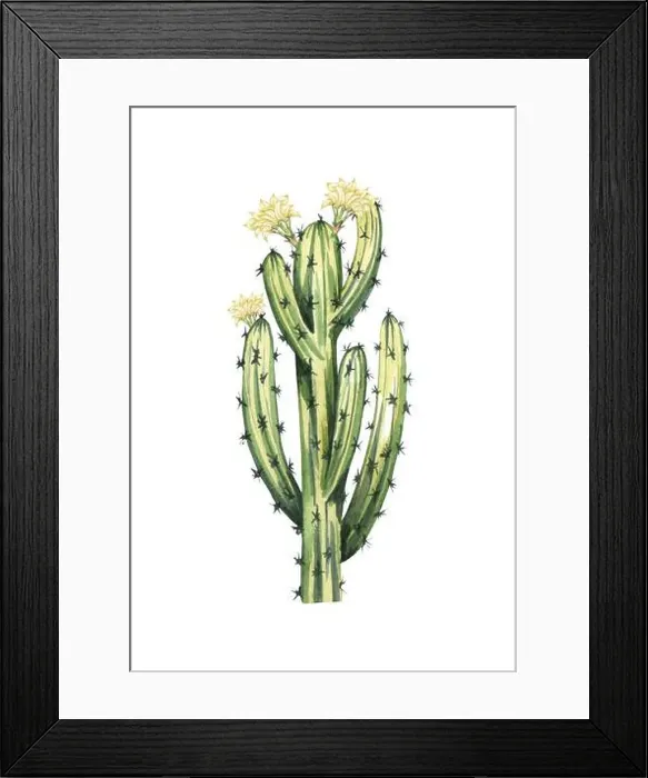 Framed Print : Watrcolor hand drawn realistic cactus illustration. Botanical blooming Armatocereus oligogonus isolated on white