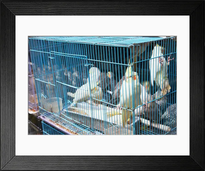Framed Print : Parakeets In Cages, Mongkok Framed Print : Parakeets In Cages, Mongkok