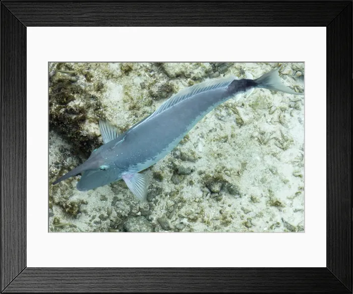 Framed Print : UNICORN FISH IN THE MALDIVES REEF Framed Print : UNICORN FISH IN THE MALDIVES REEF