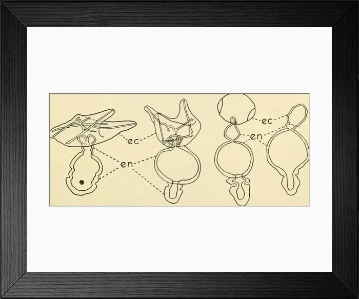 Framed Print : The beginnings of embryonic development Framed Print : The beginnings of embryonic development