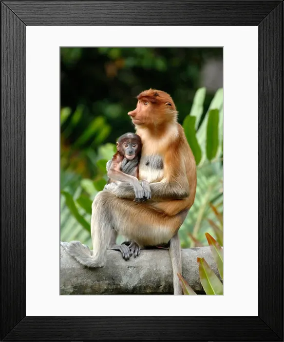 Framed Print : Proboscis Monkey (Nasalis larvatus) Female or Mother with Blue Baby, Labuk Bay Sanctuary, Sabah, Malaysia, Borneo