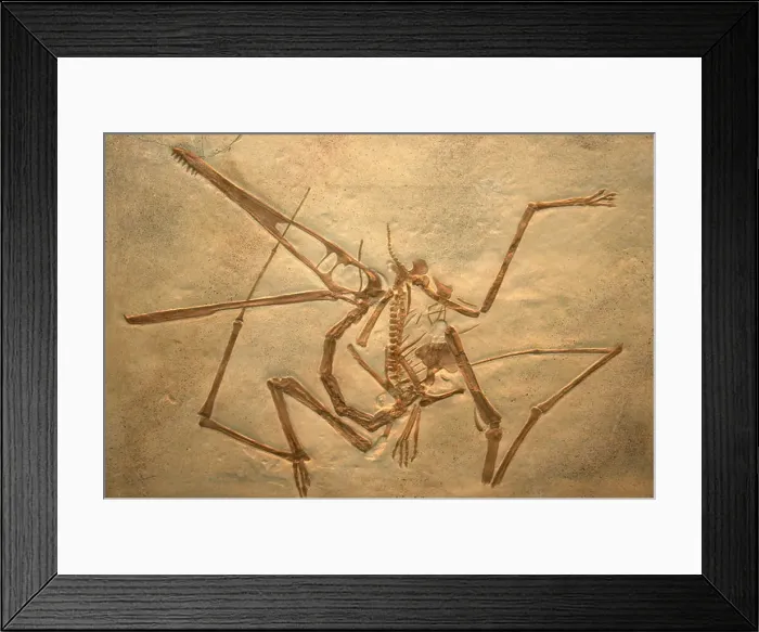 Framed Print : Pterodactylus antiquus Cast Solnhofen Limestone of Bavaria Framed Print : Pterodactylus antiquus Cast Solnhofen Limestone of Bavaria