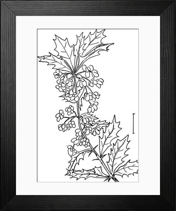 Framed Print : Ornamental shrubs of the United States (hardy)