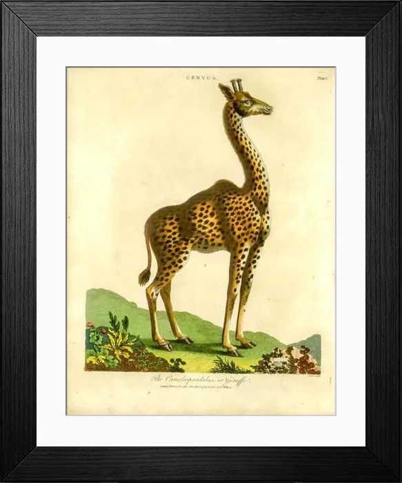Framed Print : 19th century of a Cervus camelopardalis [here as Cameleopardalus] or giraffe Handcolored copperplate engraving From