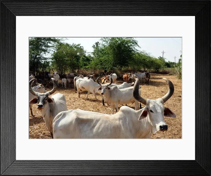 Framed Print : Cows in cow shelter, herd of cows, Bhuj, Kutch, Gujarat, India