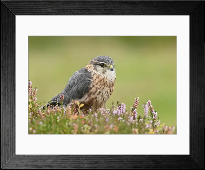 Framed Print : Merlin (Falco columbarius), young male, in heather, Yorkshire, England, August (Captive) Framed Print : Merlin (Falco columbarius), young male, in heather, Yorkshire, England, August (Captive)