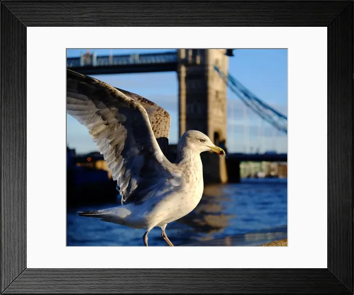 Framed Print : A seagull on the wall at the Thames River with Tower Bridge, London, in the background Framed Print : A seagull on the wall at the Thames River with Tower Bridge, London, in the background