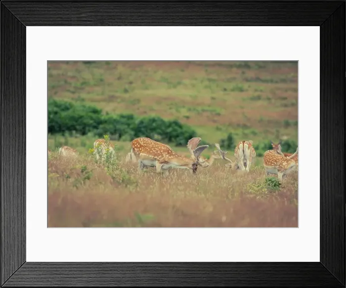 Framed Print : A group of fallow deer roam freely across the open grasslands of Bradgate Park in Leicestershire