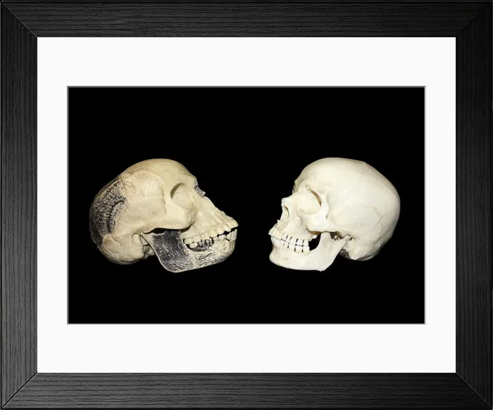 Framed Print : Comparison Between The Piltdown Man Hoax Skull vs Modern Man Homo sapiens Framed Print : Comparison Between The Piltdown Man Hoax Skull vs Modern Man Homo sapiens