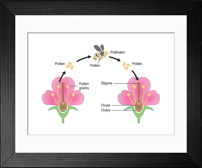 Framed Print : Scientific Designing of Pollination Process Framed Print : Scientific Designing of Pollination Process