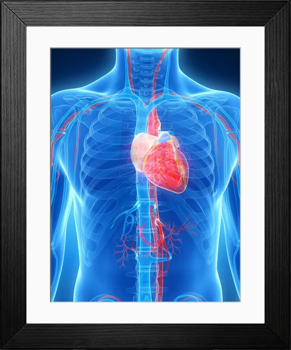 Framed Print : 3d rendered illustration of the human heart Framed Print : 3d rendered illustration of the human heart