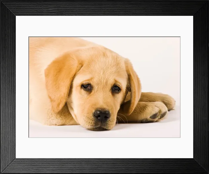 Framed Print : Golden Labrador Retriever puppy Canis familiaris Close up portrait of Labrador Popular working dogs Framed Print : Golden Labrador Retriever puppy Canis familiaris Close up portrait of Labrador Popular working dogs