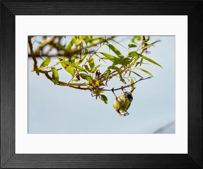 Framed Print : (Parus major) is a small sedentary bird of the Paridae family Framed Print : (Parus major) is a small sedentary bird of the Paridae family