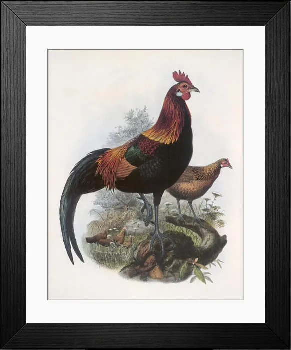 Framed Print : Red Jungle-fowl, Gallus gallus Framed Print : Red Jungle-fowl, Gallus gallus