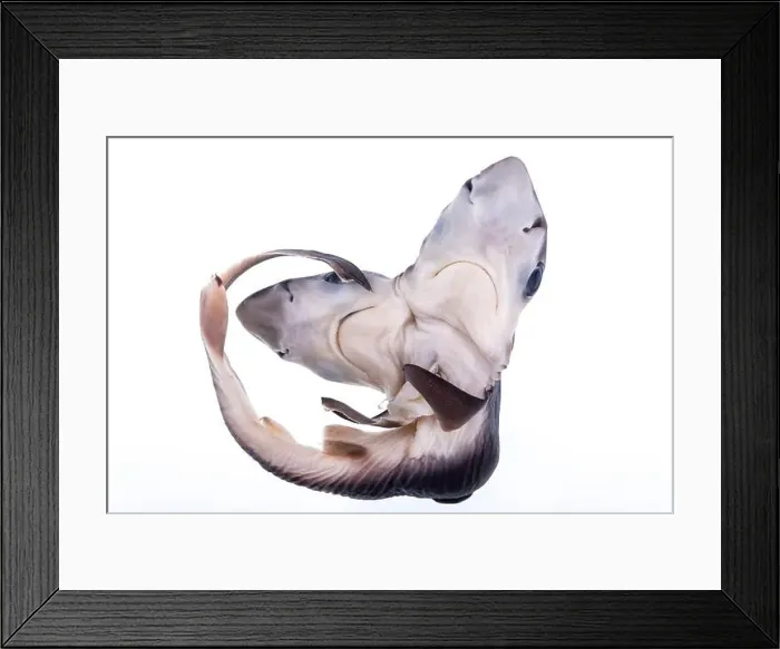 Framed Print : Two-headed baby shark from the collection of the Spanish Institute of Oceanography of Malaga, Spain Framed Print : Two-headed baby shark from the collection of the Spanish Institute of Oceanography of Malaga, Spain