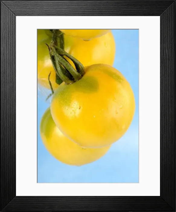 Framed Print : garden tomato (Solanum lycopersicum Weissbeharte') Framed Print : garden tomato (Solanum lycopersicum Weissbeharte')